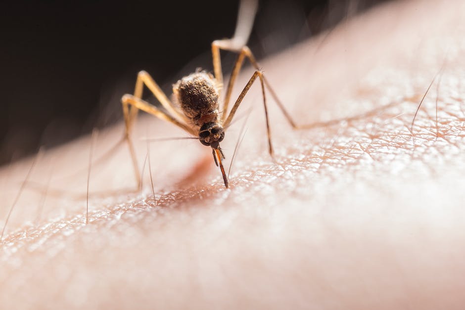 how-to-prevent-mosquito-bites-while-camping